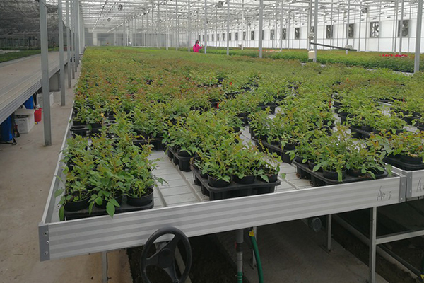 無(wú)土栽培，無(wú)土栽培技術(shù)，無(wú)土栽培設(shè)備