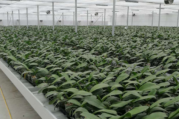 無(wú)土栽培，無(wú)土栽培技術(shù)，無(wú)土栽培設(shè)備