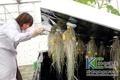 無土栽培,無土栽培技術(shù),氣霧培