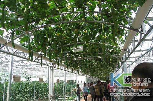 無(wú)土栽培,無(wú)土栽培技術(shù),絲瓜