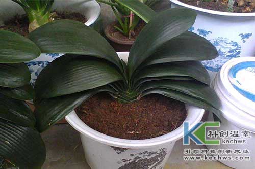 花卉,無(wú)土栽培,無(wú)土栽培技術(shù)