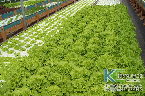 無(wú)土栽培，無(wú)土栽培技術(shù)，無(wú)土栽培設(shè)備