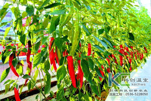 無(wú)土栽培，無(wú)土栽培技術(shù)，無(wú)土栽培設(shè)備