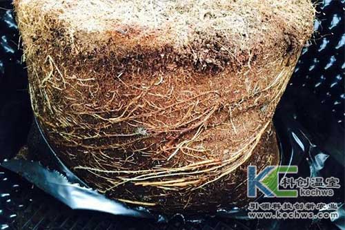 無土栽培，無土栽培技術，無土栽培設備