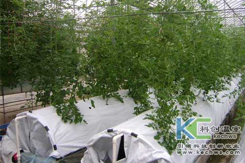 無土栽培，無土栽培技術(shù)，無土栽培設(shè)備