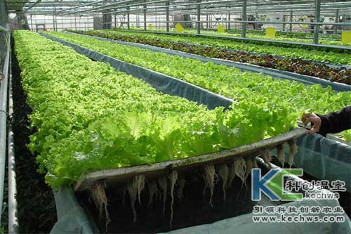 無(wú)土栽培，無(wú)土栽培技術(shù)，無(wú)土栽培設(shè)備