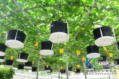 無土栽培，無土栽培技術，無土栽培設備