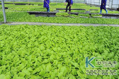 無土栽培，無土栽培技術(shù)，無土栽培設(shè)備