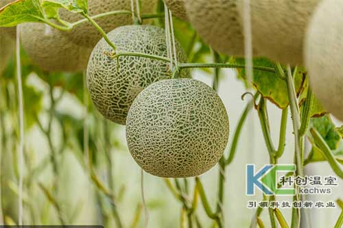 無土栽培，無土栽培技術，無土栽培設備