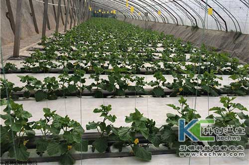 無土栽培，無土栽培技術(shù)，無土栽培設(shè)備