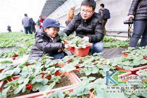 無(wú)土栽培，無(wú)土栽培技術(shù)，無(wú)土栽培設(shè)備