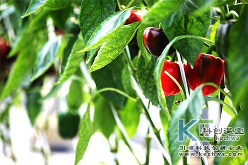 無(wú)土栽培,無(wú)土栽培技術(shù),甜椒