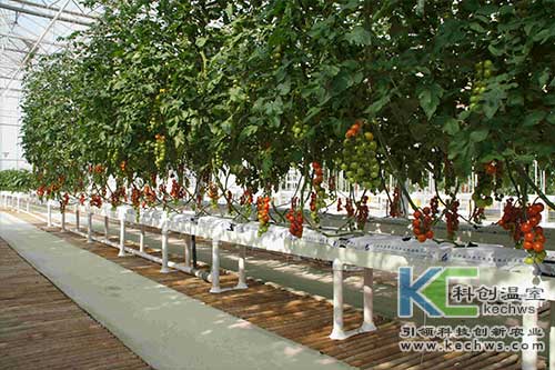 無土栽培，無土栽培技術，無土栽培設備