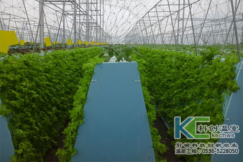 無(wú)土栽培，無(wú)土栽培技術(shù)，無(wú)土栽培設(shè)備
