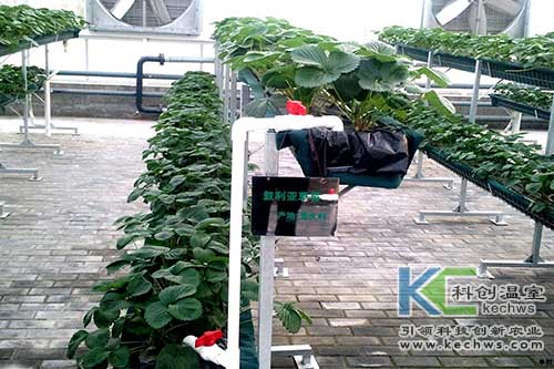 無(wú)土栽培，無(wú)土栽培技術(shù)，無(wú)土栽培設(shè)備