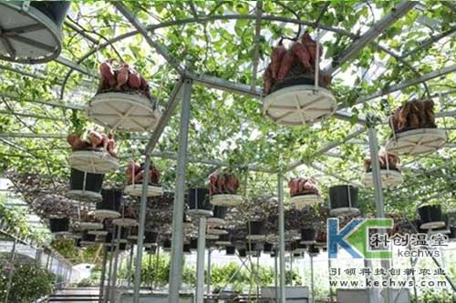 無土栽培，無土栽培技術，無土栽培設備