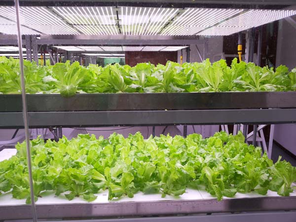 無土栽培，無土栽培技術，無土栽培設備