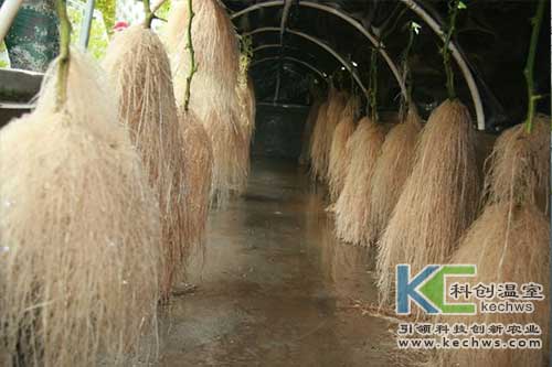 無(wú)土栽培,無(wú)土栽培技術(shù)