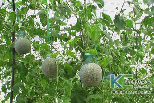 無土栽培，無土栽培技術，無土栽培設備