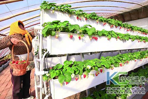 無土栽培，無土栽培技術，無土栽培設備