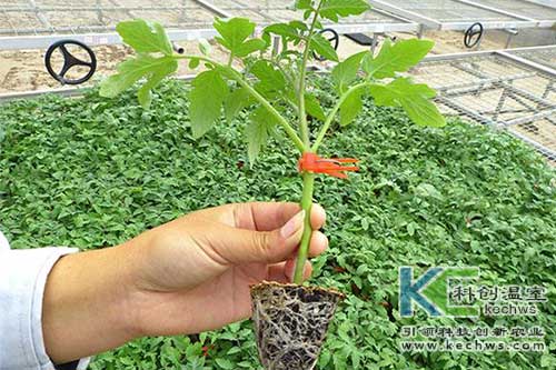 無(wú)土栽培,無(wú)土栽培番茄,無(wú)土栽培管理