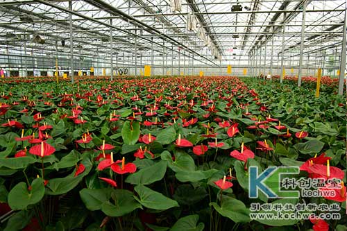 花卉,無(wú)土栽培,無(wú)土栽培技術(shù)