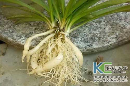 花卉,無(wú)土栽培,無(wú)土栽培技術(shù)