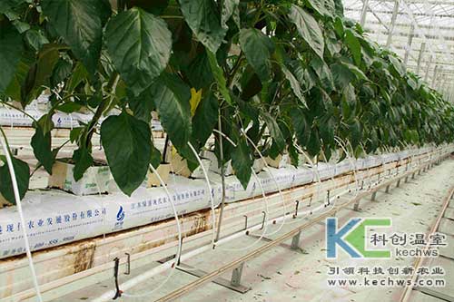 無土栽培，無土栽培技術，無土栽培設備