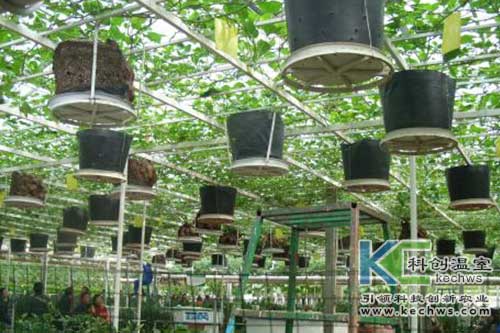 無土栽培，無土栽培技術，無土栽培設備