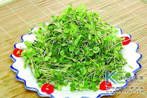 無土栽培,基質栽培,無土栽培技術