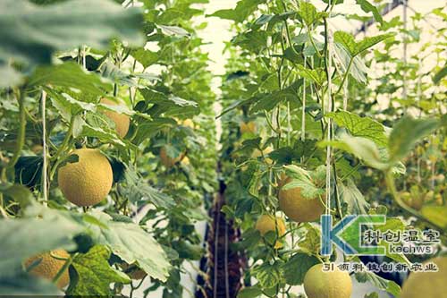 無土栽培，無土栽培技術，無土栽培設備