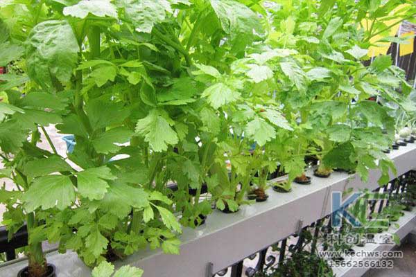 無土栽培，無土栽培技術，無土栽培設備