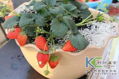 無(wú)土栽培，無(wú)土栽培技術(shù)，無(wú)土栽培設(shè)備