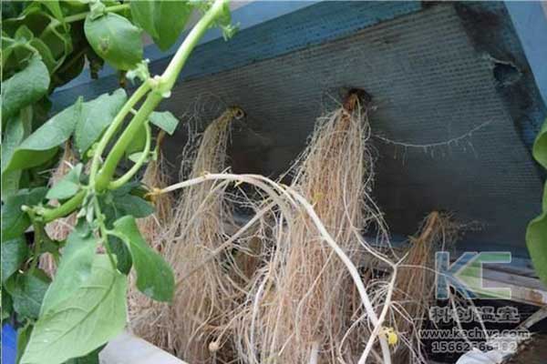 無土栽培，無土栽培技術，無土栽培設備
