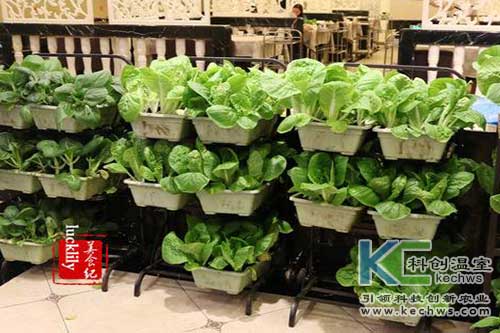 無土栽培，無土栽培技術(shù)，無土栽培設(shè)備