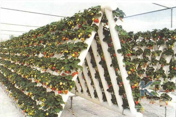 無土栽培，無土栽培技術，無土栽培設備