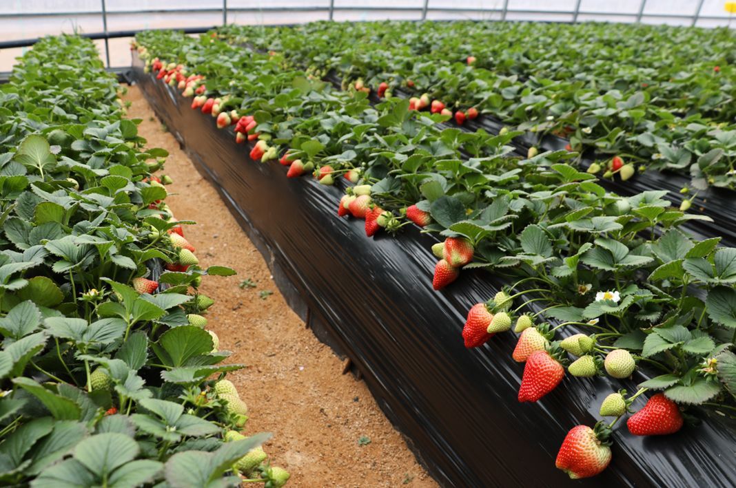 無土栽培，無土栽培技術，無土栽培設備