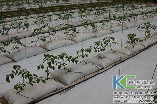 無土栽培，無土栽培技術，無土栽培設備