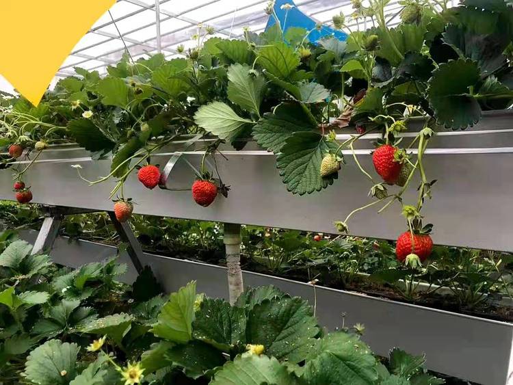 無土栽培，無土栽培技術，無土栽培設備