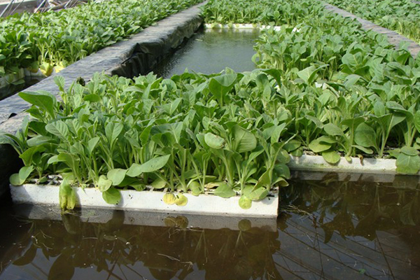 無土栽培，無土栽培技術，無土栽培設備