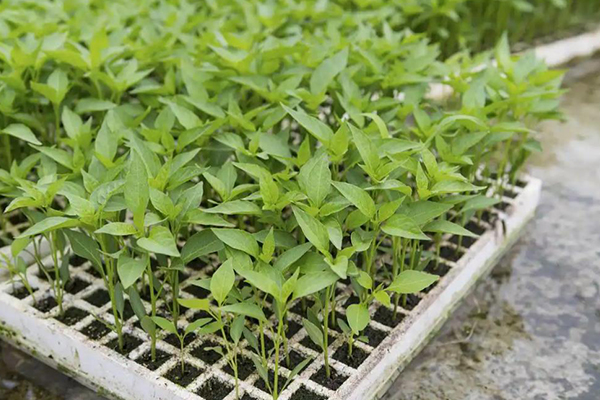 無土栽培，無土栽培技術，無土栽培設備