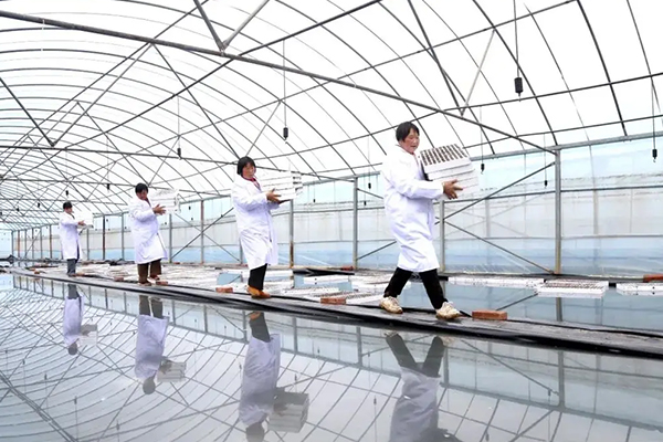 無土栽培，無土栽培技術，無土栽培設備